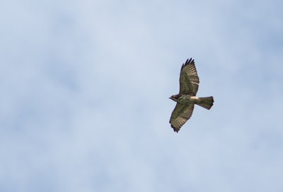 Buse  gros bec - Buteo magnirostris - Roadside Hawk.jpg