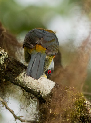 Cabzon toucan - Semnornis ramphastinus - Toucan Barbet