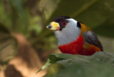 Cabzon toucan - Semnornis ramphastinus - Toucan Barbet