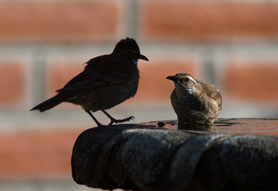 Cinclode du paramo - Cinclodes excelsior - Stout-billed Cinclodes