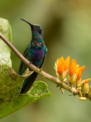 Colibri anas - Colibri coruscans - Sparkling Violet-ear