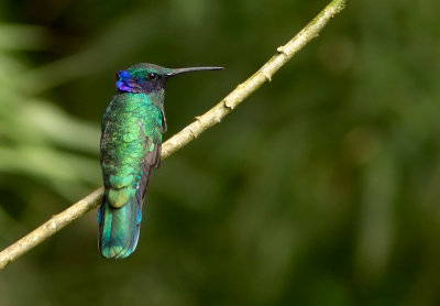 Colibri anas - Colibri coruscans - Sparkling Violet-ear