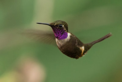 Colibri de Mitchell - Calliphlox mitchellii - Purple-throated Woodstar