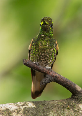 Colibri flavescent - Boissonneaua flavescens - Buff-tailed Coronet