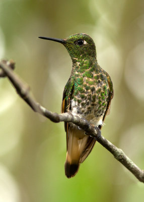 Colibri flavescent - Boissonneaua flavescens - Buff-tailed Coronet