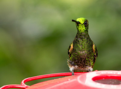 Colibri flavescent - Boissonneaua flavescens - Buff-tailed Coronet