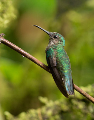 Colibri jacobin - Florisuga mellivora - White-necked Jacobin