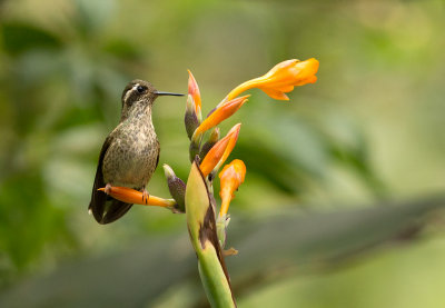 Colibri mouchet - Adelomyia melanogenys - Speckled Hummingbird