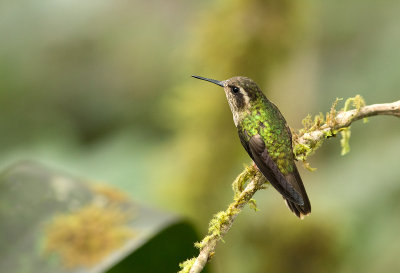 Colibri mouchet - Adelomyia melanogenys - Speckled Hummingbird