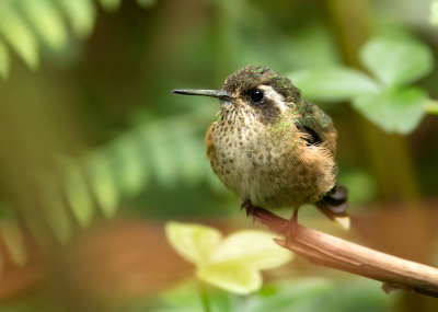 Colibri mouchet - Adelomyia melanogenys - Speckled Hummingbird