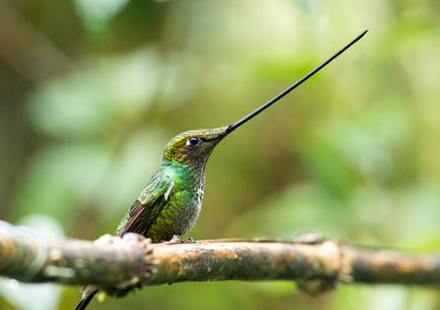 Colibri porte-pe - Ensifera ensifera - Sword-billed Hummingbird