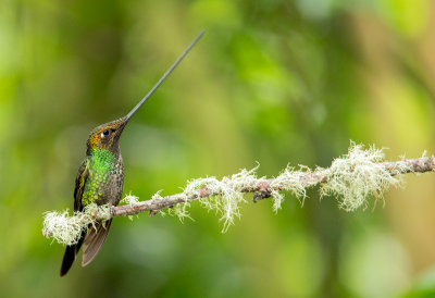 Colibri porte-pe - Ensifera ensifera - Sword-billed Hummingbird