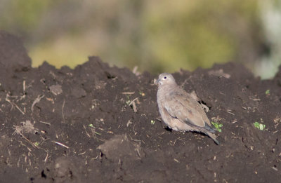 Colombe  ailes noires - Metriopelia melanoptera - Black-winged Ground-Dove