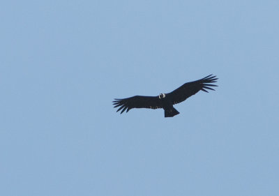 Condor des Andes - Vultur gryphus - Andean Condor