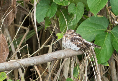 Engoulevent trifide - Hydropsalis climacocerca - Ladder-tailed Nightjar