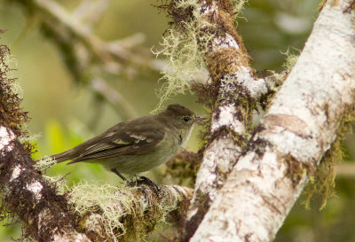 lnie  cimier blanc - Elaenia albiceps - White-crested Elaenia