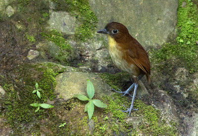 Grallaire  poitrine jaune - Grallaria flavotincta - Yellow-breasted Antpitta