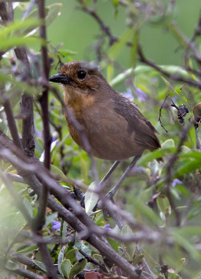 Grallaire de Quito - Grallaria quitensis - Tawny Antpitta