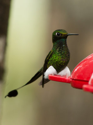 Haut-de-chausses  palettes - Ocreatus underwoodii - Booted Racket-tail