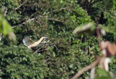 Hron coiff - Pilherodius pileatus - Capped Heron