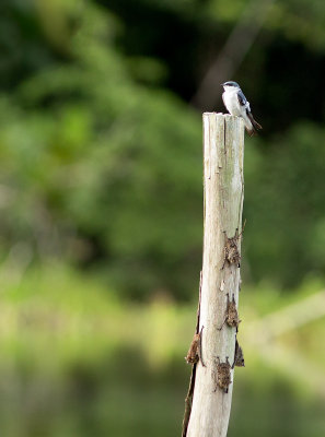 Hirondelle  ailes blanches - Tachycineta albiventer - White-winged Swallow et Chauve-souris  long nez