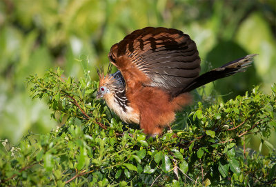 Hoazin hupp - Opisthocomus hoazin - Hoatzin