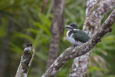 Martin-pecheur d'Amazonie - Chloroceryle amazona - Amazon Kingfisher