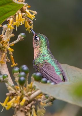 Mtallure meraude - Metallura tyrianthina - Tyrian Metaltail