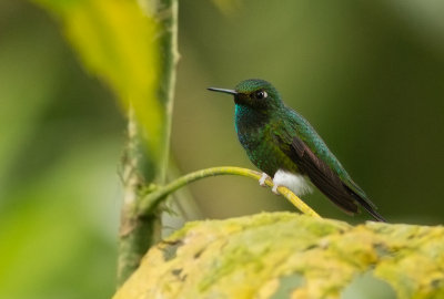 Haut-de-chausses  palettes - Ocreatus underwoodii - Booted Racket-tail