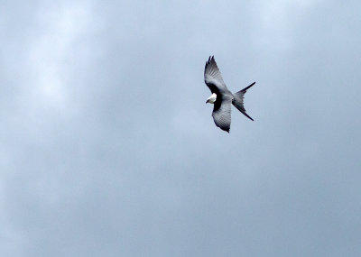 Milan  queue fourchue - Elanoides forficatus - Swallow-tailed Kite