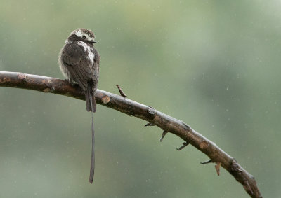 Moucherolle  longs brins - Colonia colonus - Long-tailed Tyrant