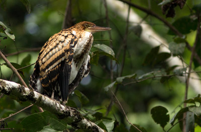 Onor ray - Tigrisoma lineatum - Rufescent Tiger-Heron