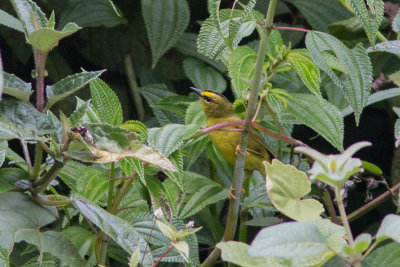 Paruline  cimier noir - Basileuterus nigrocristatus - Black-crested Warbler