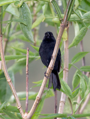 Percefleur noir - Diglossa humeralis - Black Flower-piercer