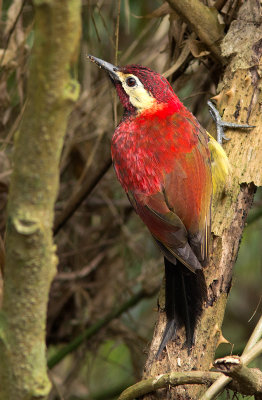 Pic de Rivoli - Piculus rivolii - Crimson-mantled Woodpecker