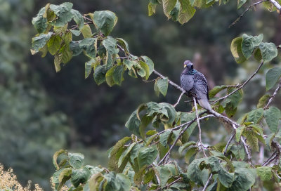 Pigeon  queue barre - Columba fasciata - Band-tailed Pigeon