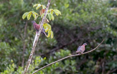 Pigeon rousset - Columba cayennensis - Pale-vented Pigeon