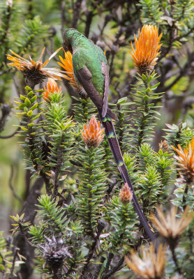 Porte-trane lesbie - Lesbia victoriae - Black-tailed Trainbearer