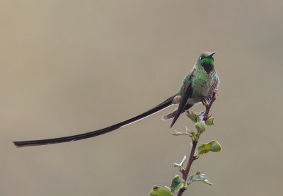 Porte-trane lesbie - Lesbia victoriae - Black-tailed Trainbearer