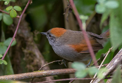 Synallaxe d'Azara - Synallaxis azarae - Azara's Spinetail