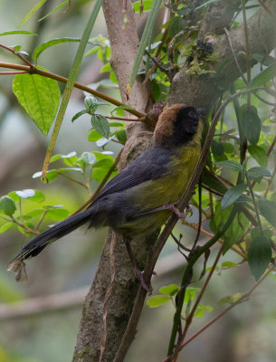 Tohi tricolore - Atlapetes tricolor - Tricolored Brush-Finch