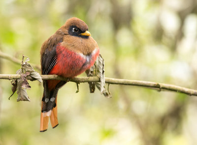 Trogon masqu - Trogon personatus - Masked Trogon