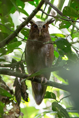 Duc  aigrettes - Lophostrix cristata - Crested Owl