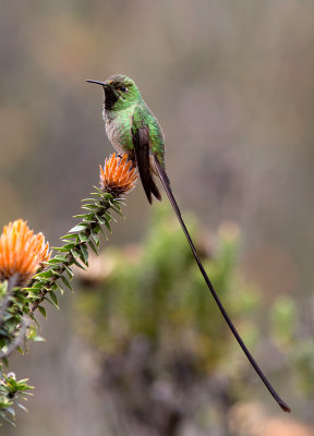 Porte-trane lesbie - Lesbia victoriae - Black-tailed Trainbearer