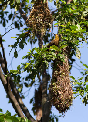 Cassique rousstre - Psarocolius angustifrons - Russet-backed Oropendola