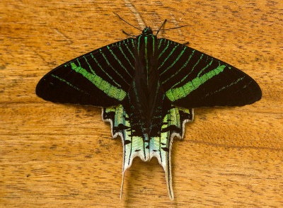 Chinois vert / Urania leilus / Green-banded Urania