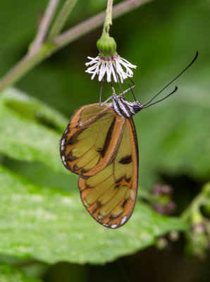 Oleria baizana