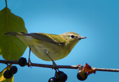 Paruline obscure / Leiothlypis peregrina / Tennessee Warbler