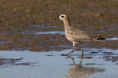 Pluvier bronzé / Pluvialis dominica / American Golden Plover