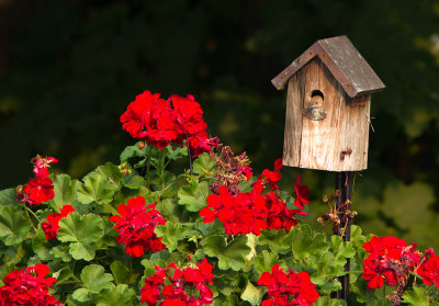 Troglodyte familier / Troglodytes aedon / House Wren